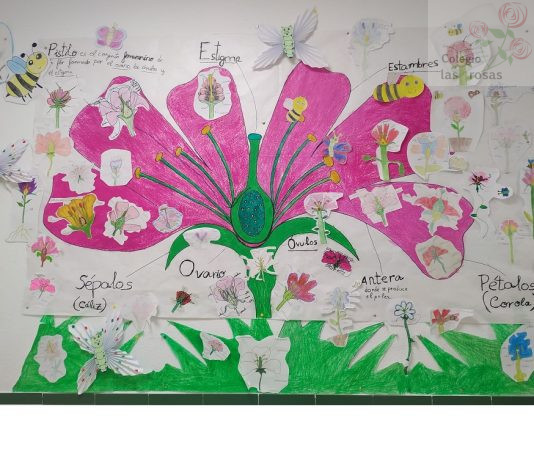 La flor y las partes que la componen