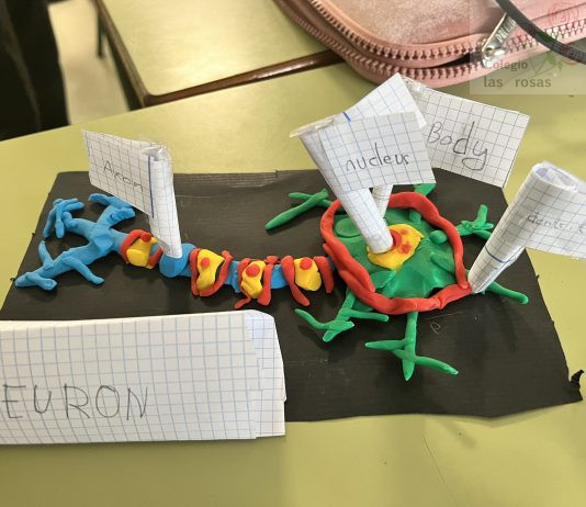 Formamos células en Science: 5º de Primaria