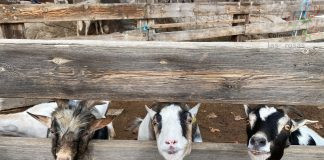 Excursión a la Granja-Escuela El Palomar