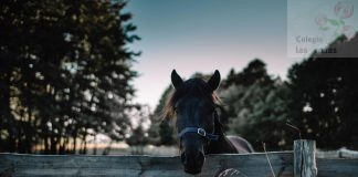 Excursión a La Granja Escuela La Esgaravita