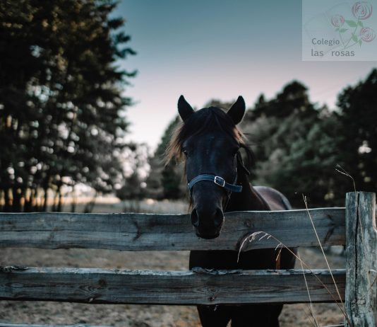 Excursión a La Granja Escuela La Esgaravita