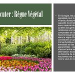 S.T.V._Francés_05