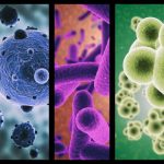 ramas-microbiologia-large