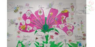 La flor y las partes que la componen