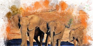 Canción de cuna de los elefantes