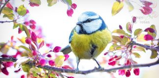 Obra de teatro: El pajarillo herido