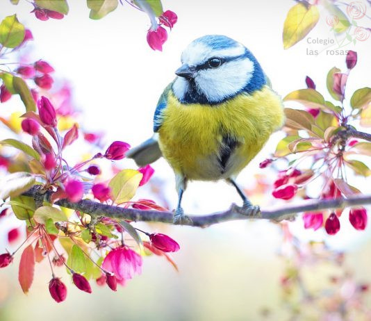 Obra de teatro: El pajarillo herido