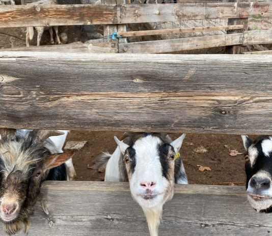 Excursión a la Granja-Escuela El Palomar