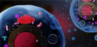 Célula eucariota (4ºESO)