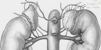 Del libro al laboratorio: el riñón, al detalle, en 3º de ESO