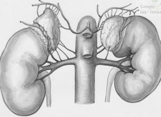 Del libro al laboratorio: el riñón, al detalle, en 3º de ESO