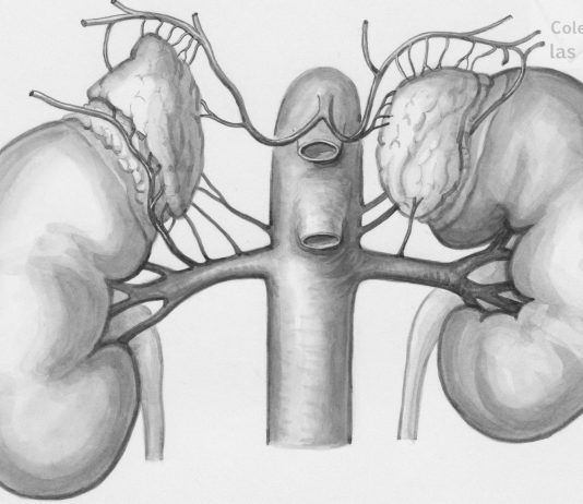 Del libro al laboratorio: el riñón, al detalle, en 3º de ESO